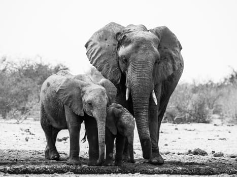 Elephant family in black and white (Etosha National Park, Namibia)