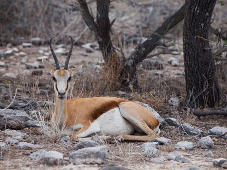 Young impala on safari game drive (Etosha National Park, Namibia)