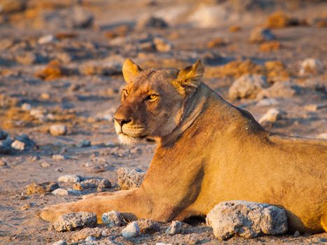 Young male lion having a rest in the evening Young male lion having a rest