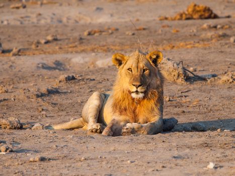 Young male lion having a rest in the evening