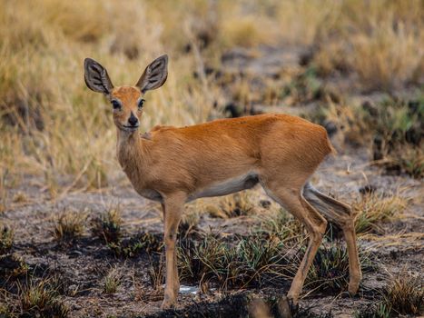 The smallest antelope in the world - Kirk's dik-dik (Madoqua kirkii)