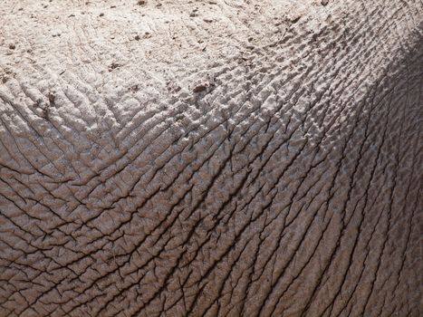 Detailed view of elephant skin