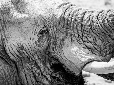 Detailed view of elephant head