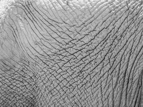 Detailed view of elephant skin