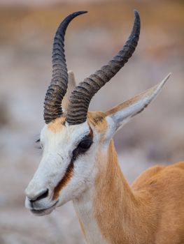 Portrait of young springbok antelope (Antidorcas marsupialis)