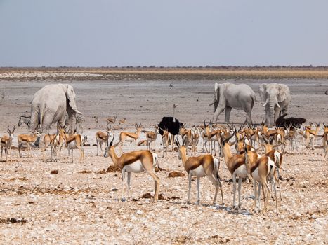 Many animals at waterhole (elephant, springbok, ostrich) im Etosha National Park (Namibia)