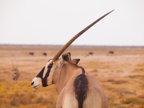 Side view of oryx antelope (Oryx gazella) Front view of oryx antelope (Oryx gazella)