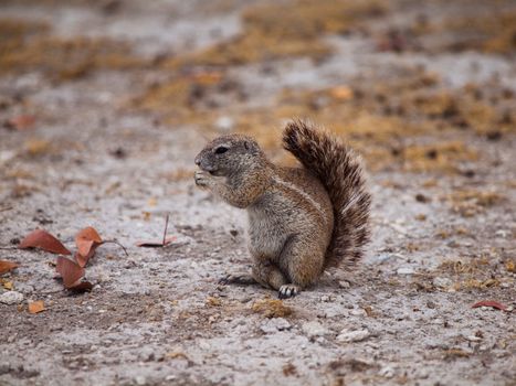 Eating Cape ground squirrel in dry land (Xerus inauris)