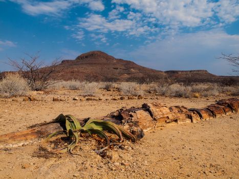Landscape at Petrified forest in Damaraland with welwitschia plant (Namibia)