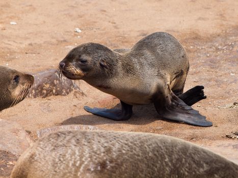 Young brown Fur Seal (Arctocephalus pusillus)