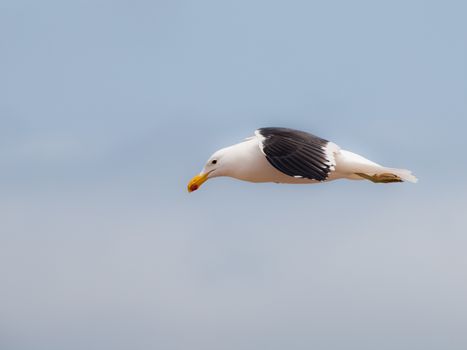 Seagull in flight at Cape Cross (Namibia)