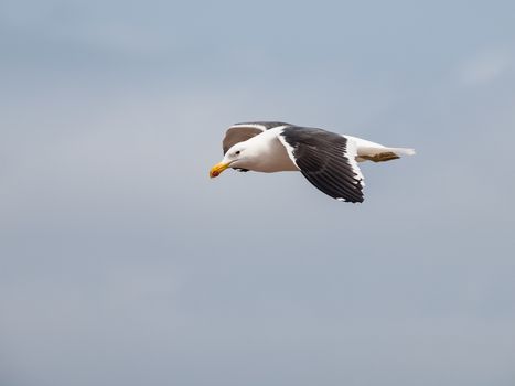 Seagull in flight at Cape Cross (Namibia)