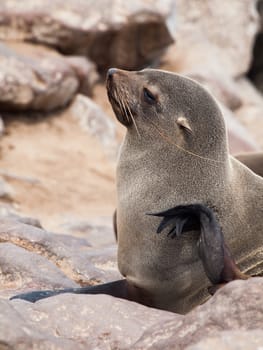 Young brown Fur Seal (Arctocephalus pusillus)