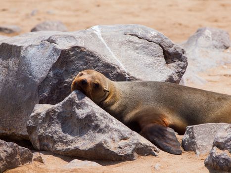 Lazy lying brown fur seal (Arctocephalus pusillus)
