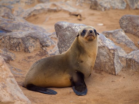 Young brown Fur Seal (Arctocephalus pusillus)