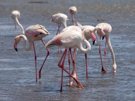 Pink flamingos in Walvis Bay (Namibia)