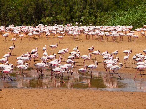 Flamingos near Walvis Bay (Namibia)