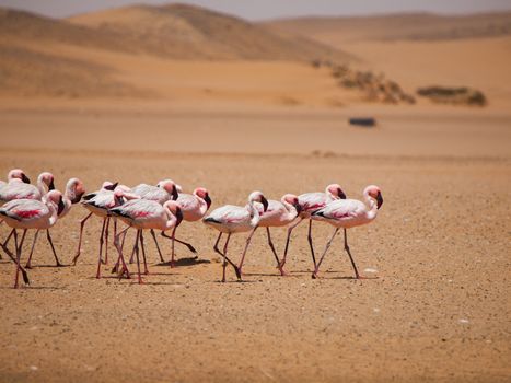 Flamingo march in Namib desert (Walvis Bay, Namibia)