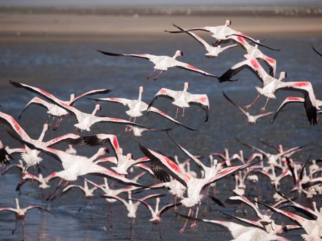 Flamingos are flying away (Phoenicopterus roseus)