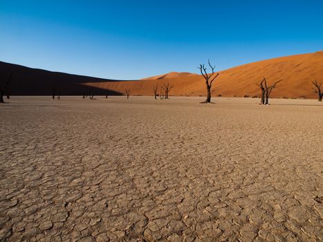 Dead acacia trees and red dunes of Namib desert (Namib Naukluft National Park, Namibia)