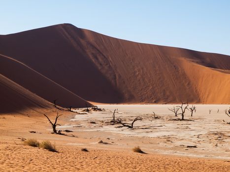 Dead acacia trees and red dunes of Namib desert (Namib Naukluft National Park, Namibia)