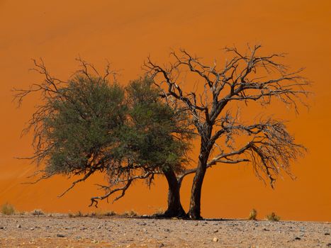 Acacia tree in front of Dune 45 in Namid desert (Namib Naukluft National Park Namibia)