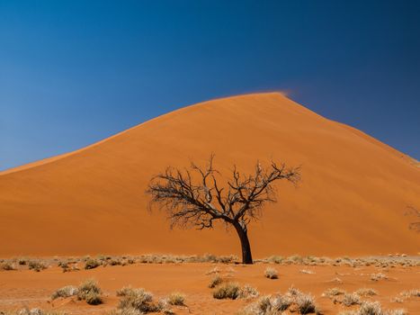 Acacia tree in front of Dune 45 in Namid desert (Namib Naukluft National Park Namibia)