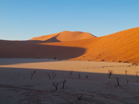 Dead acacia trees and red dunes of Namib desert (Namib Naukluft National Park, Namibia)