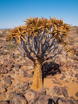 Aloe (quiver) tree in Kokerboom forest near Keetmanshoop (Namibia)