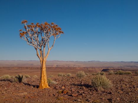 Aloe tree (quiver) in Fish River Canyon National Park (Namibia)