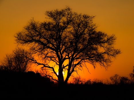 African sunset in Okavango region (Botswana)