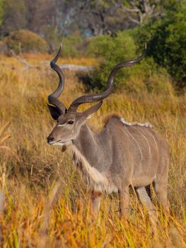 Kudu antelope standung in the bush (Okavango delta, Botswana)