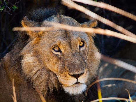 Lion at midday rest time