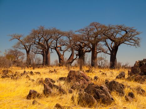 Group of baobab trees in Baobab Paradise near Savuti (Chobe National Park, Botswana)