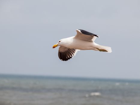 Seagull in flight at Cape Cross (Namibia)