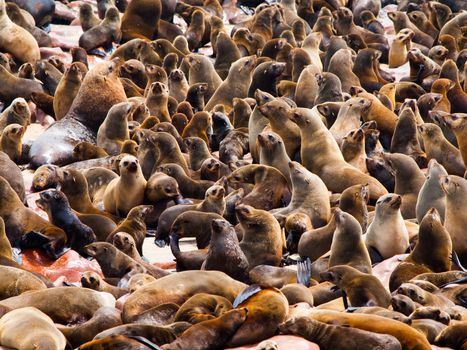 Brown Fur Seal colony at Cape Cross in Namibia (Arctocephalus pusillus)