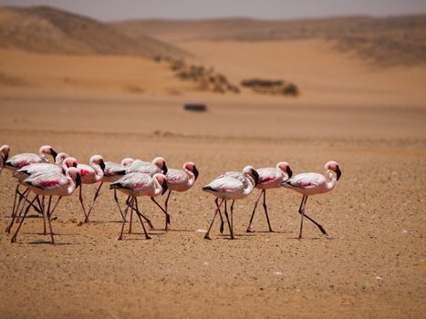 Flamingo march in Namib desert (Walvis Bay, Namibia)