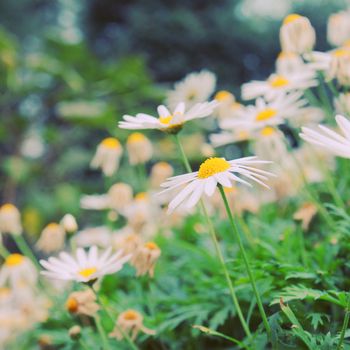 Daisy flowers in garden with retro filter effect