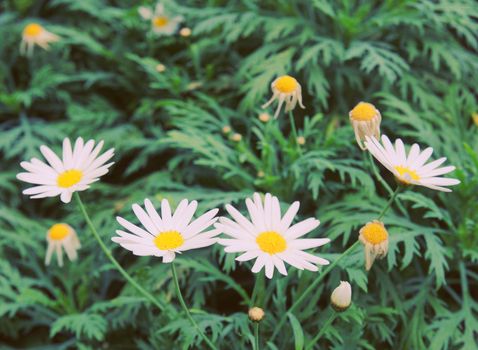 Daisy flowers in garden with retro filter effect