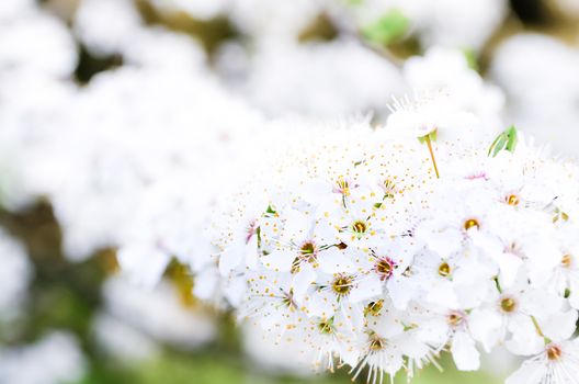 Close up detail of blooming white spring tree flower