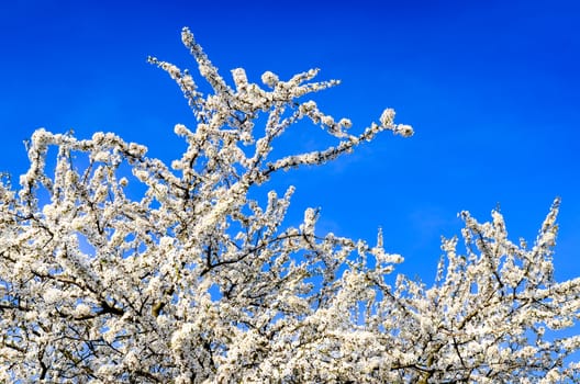 Detail of blooming white spring tree against blue sky