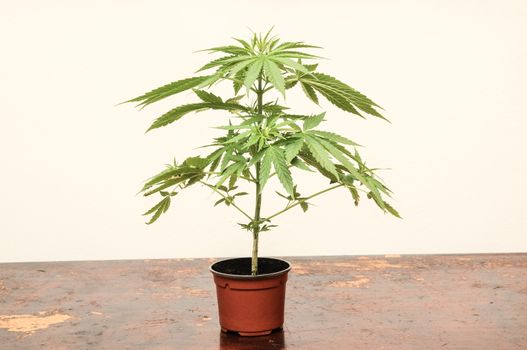 Young Green Leaf Cannabis Indica Plant Marijuana