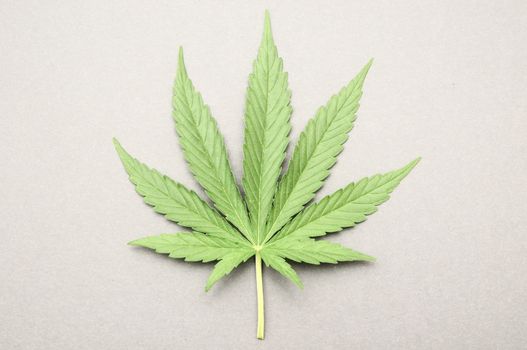 Green Fresh Marijuana Leaf with Seven Tips