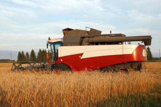 The combine mows wheat in a field in summer evening