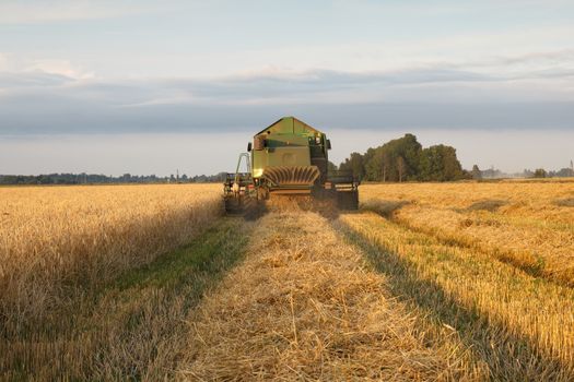 The combine mows wheat in a field in summer evening