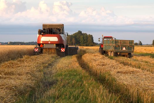 The combine mows wheat in a field in summer evening