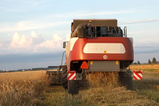 The combine mows wheat in a field in summer evening