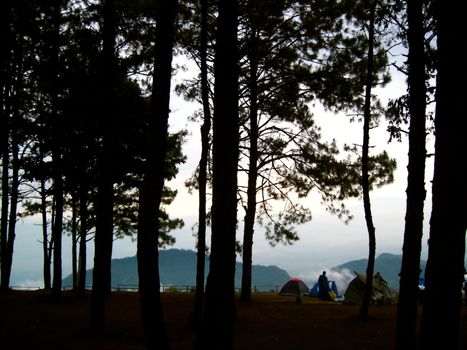 camping under pine trees at Auang Khang,Chiangmai.Thailand