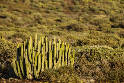 Cactus in the Desert at Sunset Tenerife South Canary Islands Spain