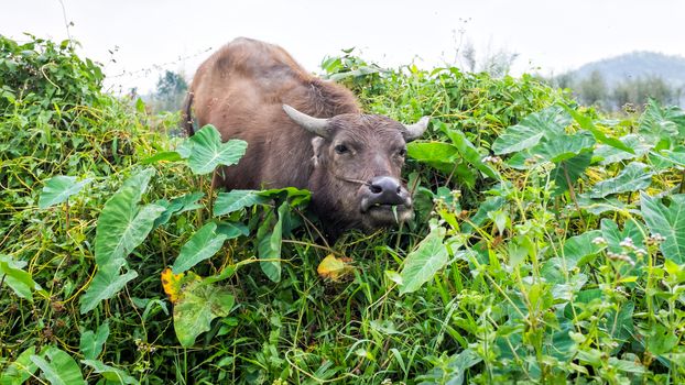 thai buffalo eating grass in field of thailand